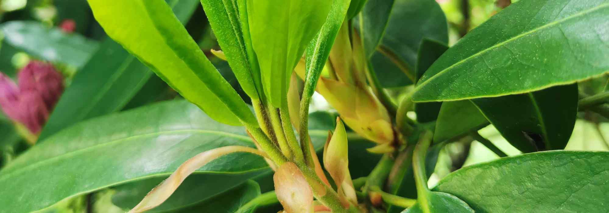 Pourquoi mon rhododendron ne fleurit pas ?