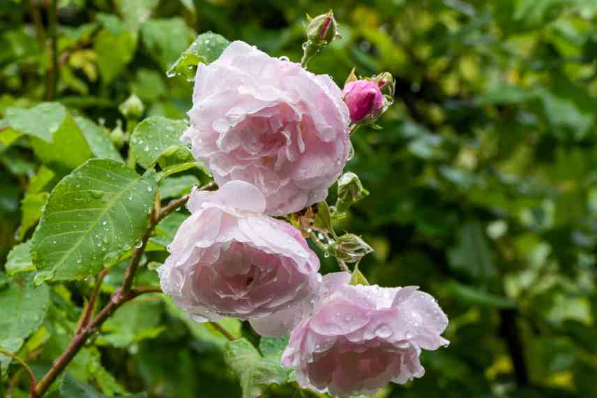 rosier grimpant pour potee