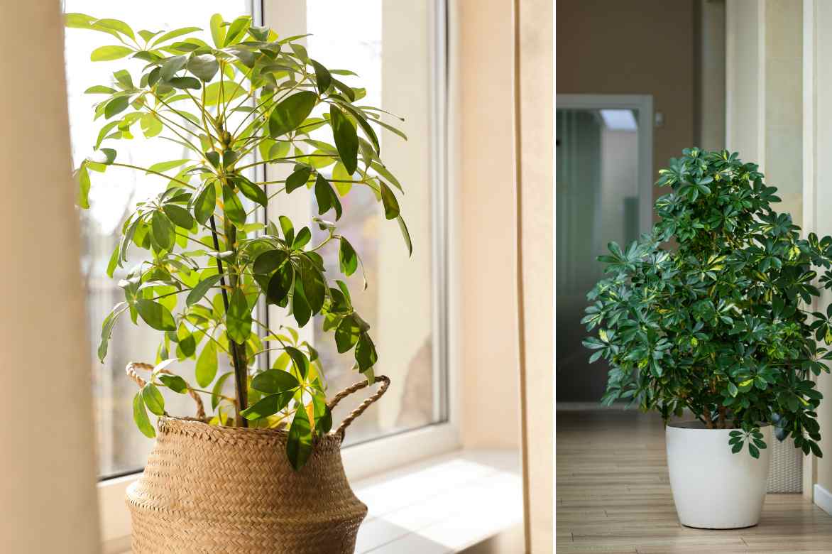 quelle piece exposition pour schefflera