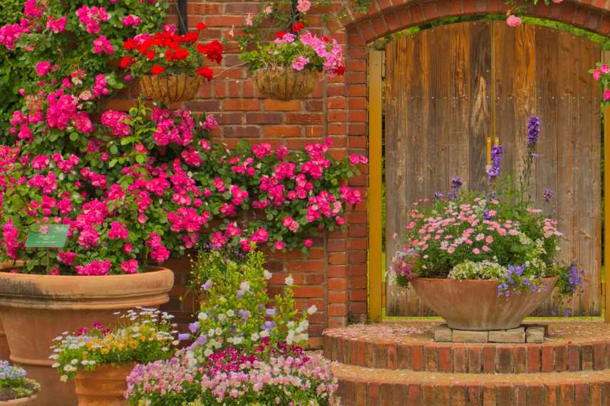 quel rosier pour culture en pot