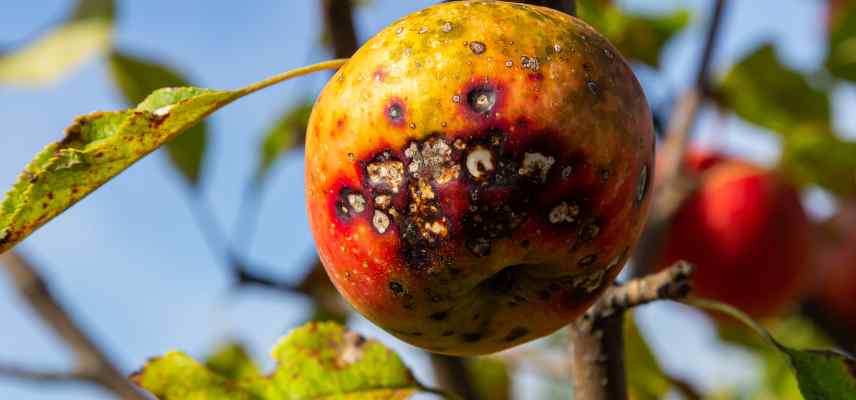 tavelure fruitier symptomes