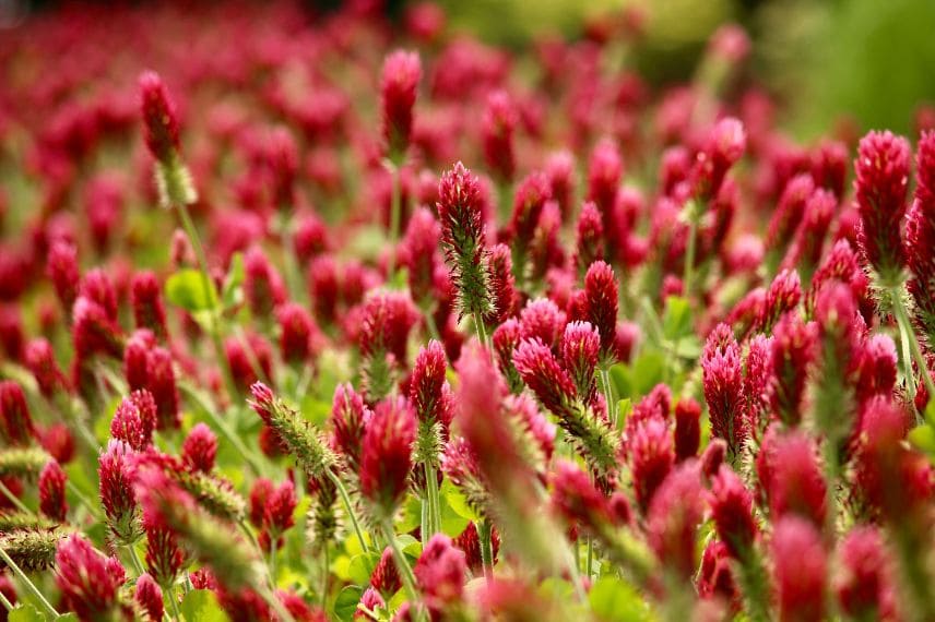 engrais vert : le trefle incarnat