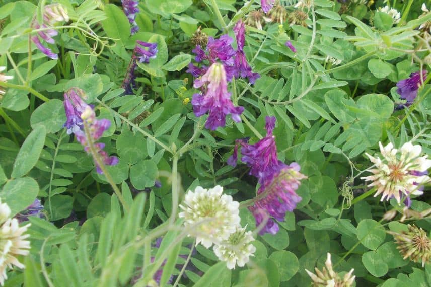 engrais verts : vesce et trèfle