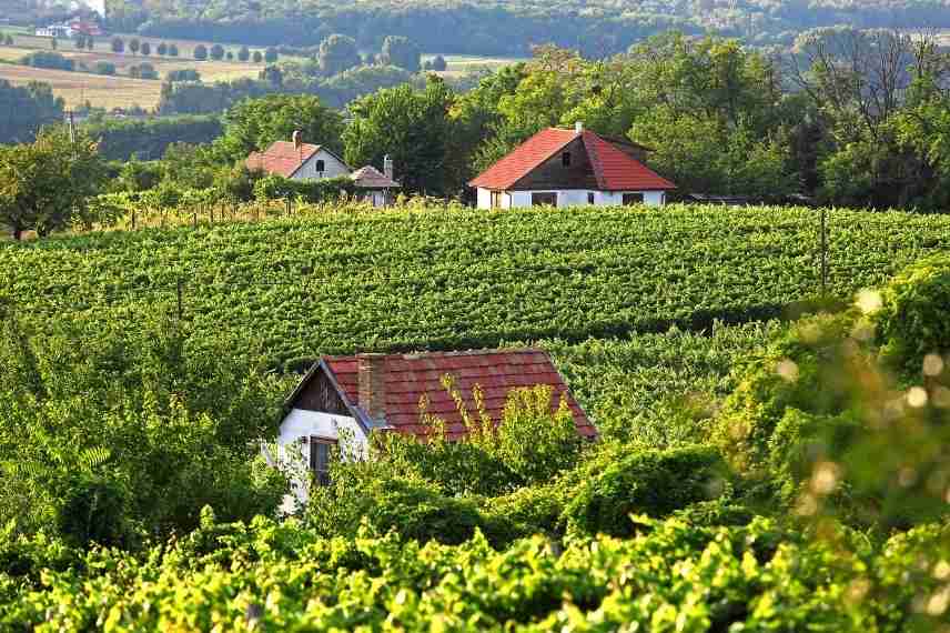 champ agricole et potager à côté : quels risques 