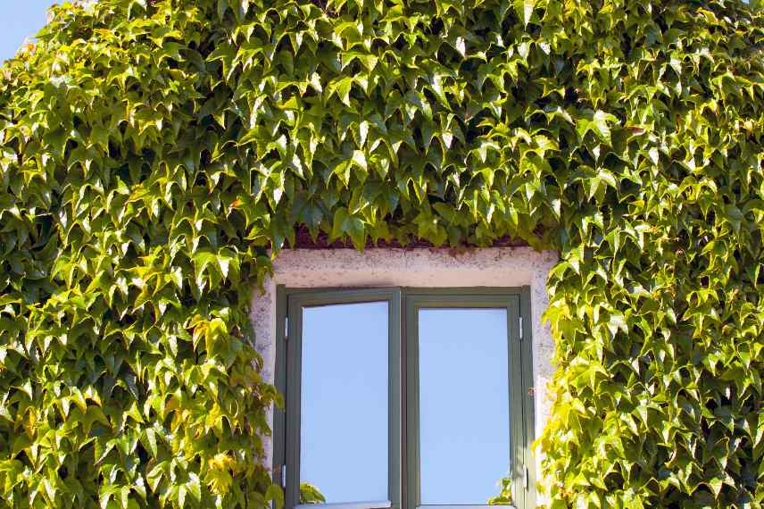 Conseils pour grimpantes sur mur maison