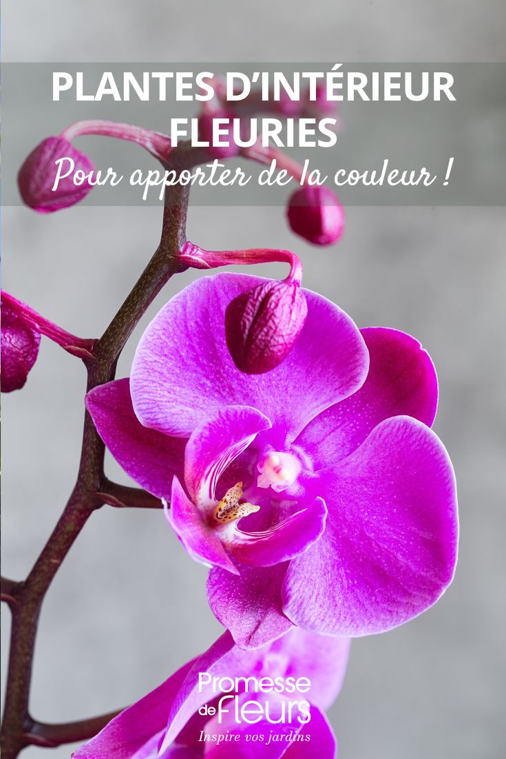orchidée