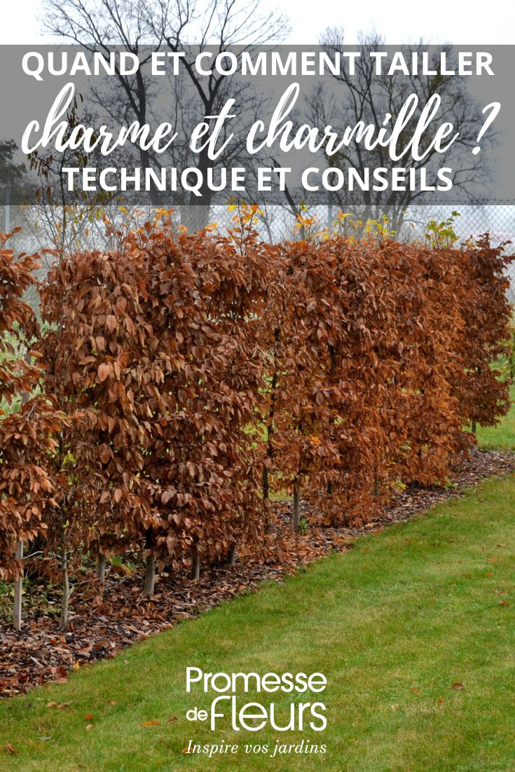 tailler les charmes et charmilles
