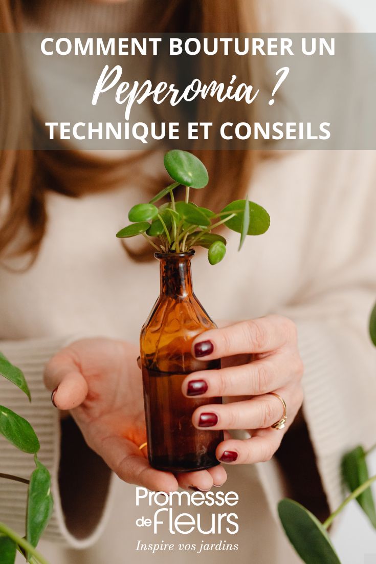 bouturage d'un peperomia