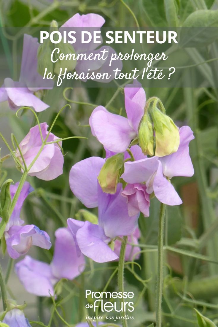 Graines-de-Pois-de-senteur-Spring-Sunshine-Lilac