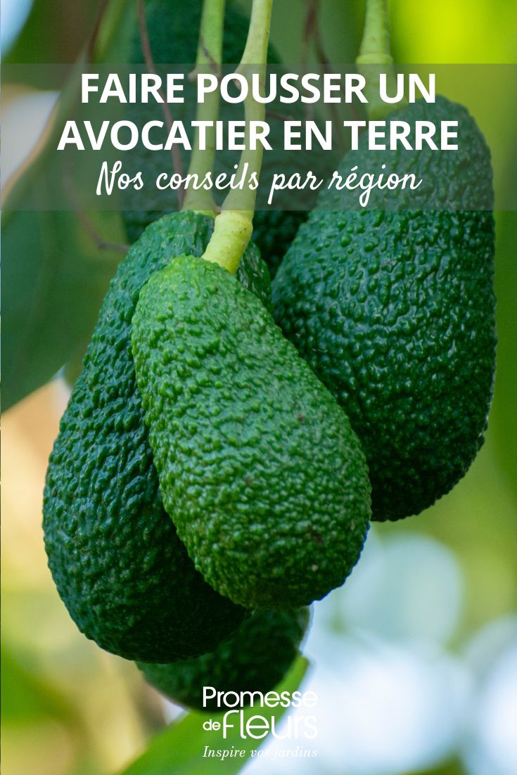 cultiver un avocat