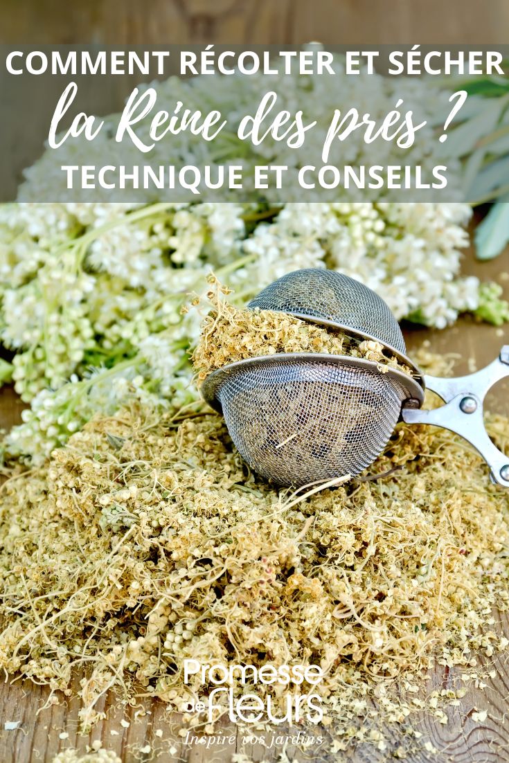 tuto sur la récolte et le séchage de la reine des prés