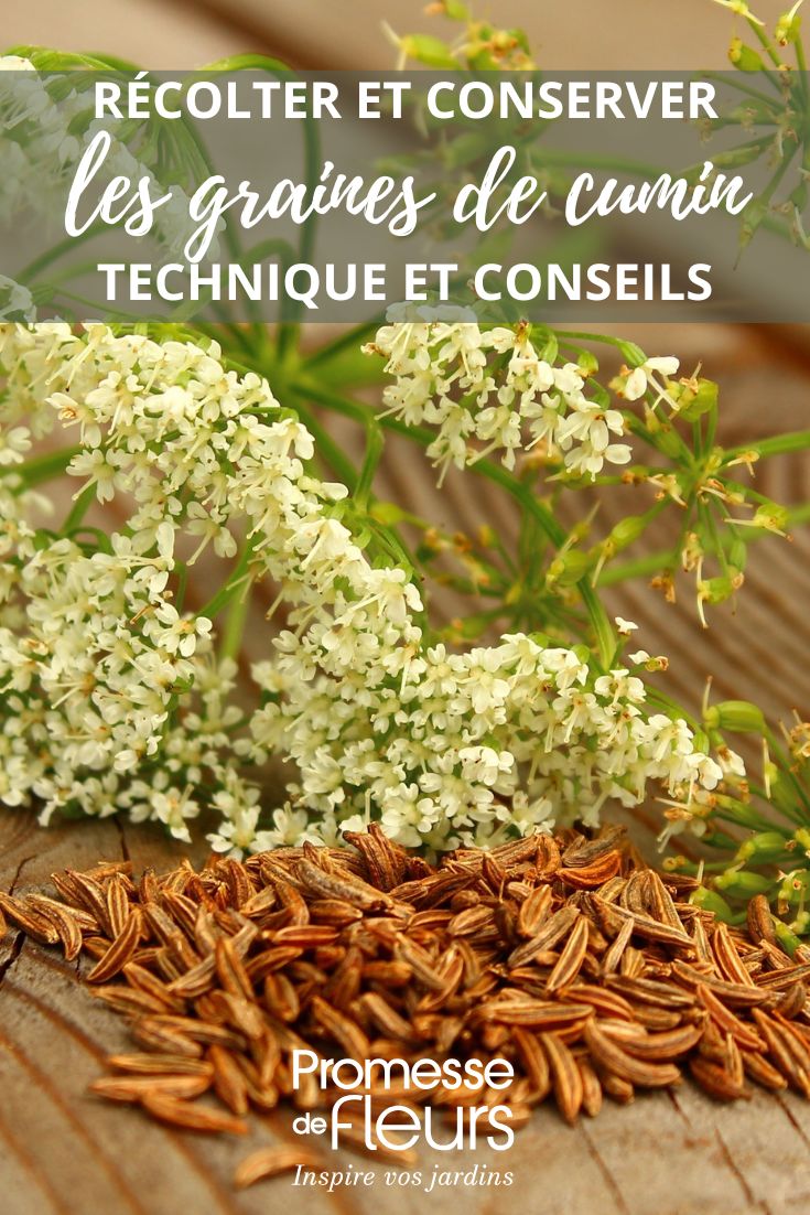 Récolte et conservation des graines de cumin