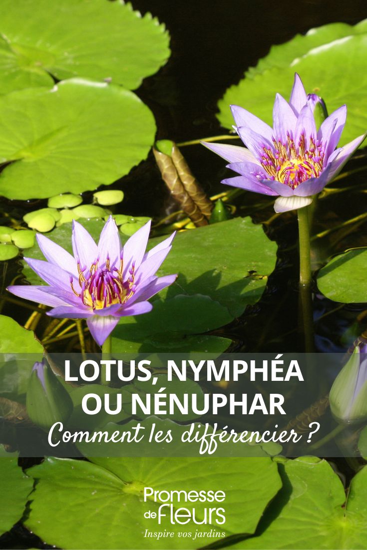 Nymphaea Colorata