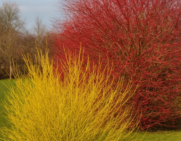 Comment multiplier les cornouillers à bois coloré par marcottage ?