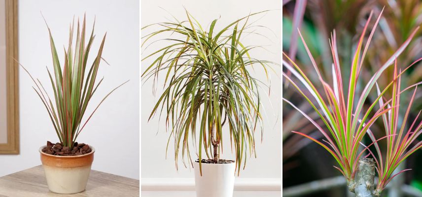 Dragonnier de madagascar Dracaena marginata ‘Bicolor’