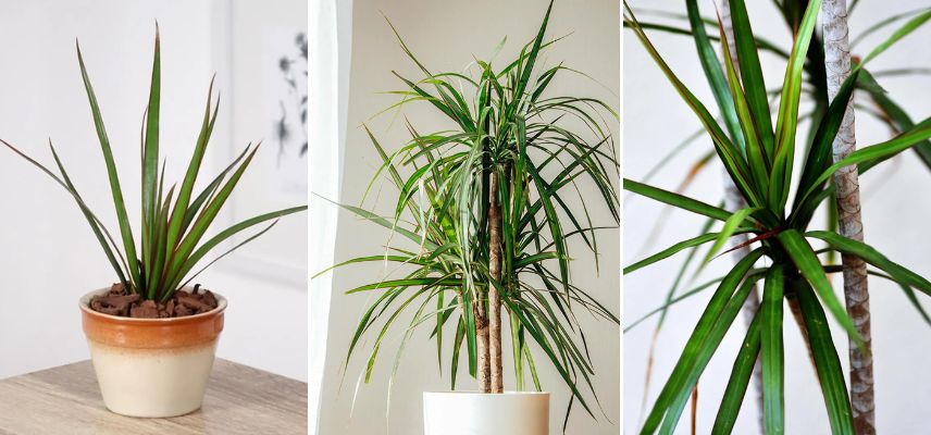 Dragonnier Dracaena marginata 