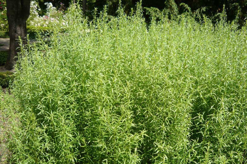 Estragon, Artemisia dracunculus var. dracunculoides