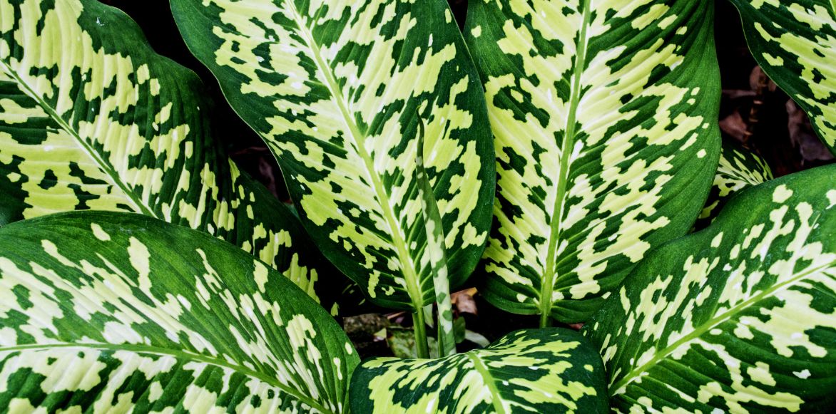 Feuillage d'un Dieffenbachia seguine