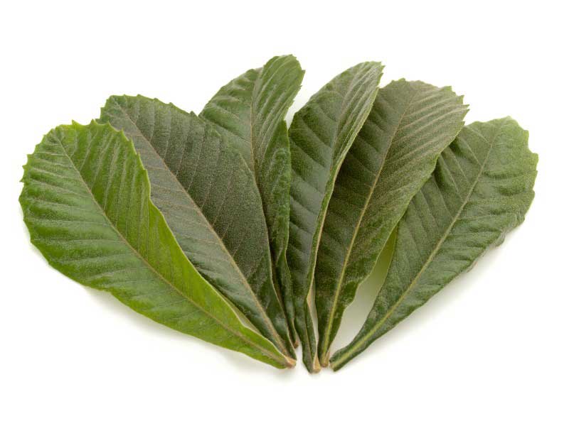 Feuilles de néflier du Japon, Eriobotrya japonica