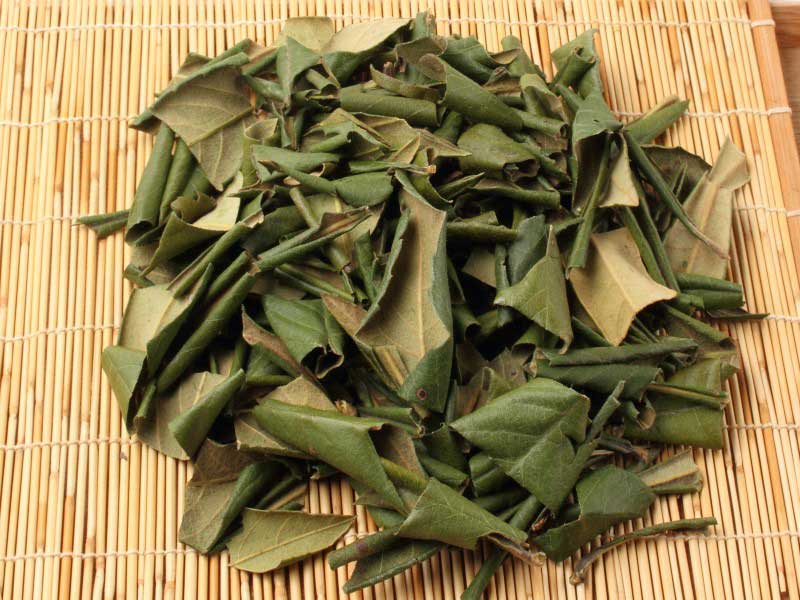 Feuilles séchées du néflier Eriobotrya japonica