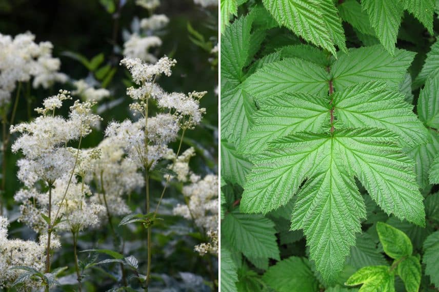 fleurs et feuilles de Filipendula ulmaria
