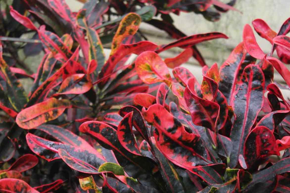 Fittonia rouge