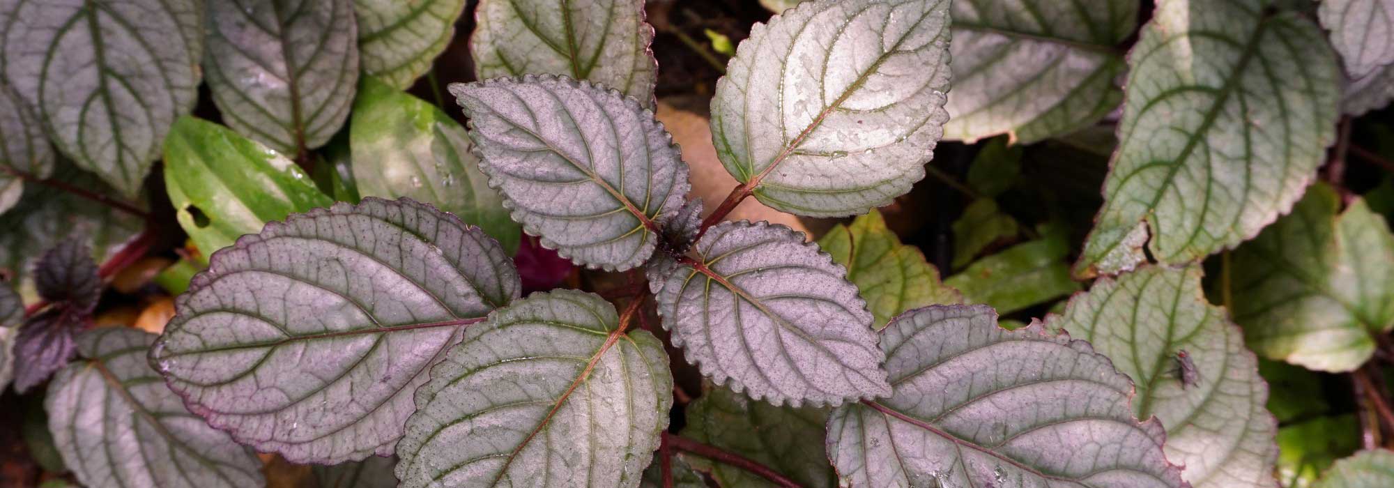 Hemigraphis : culture et entretien