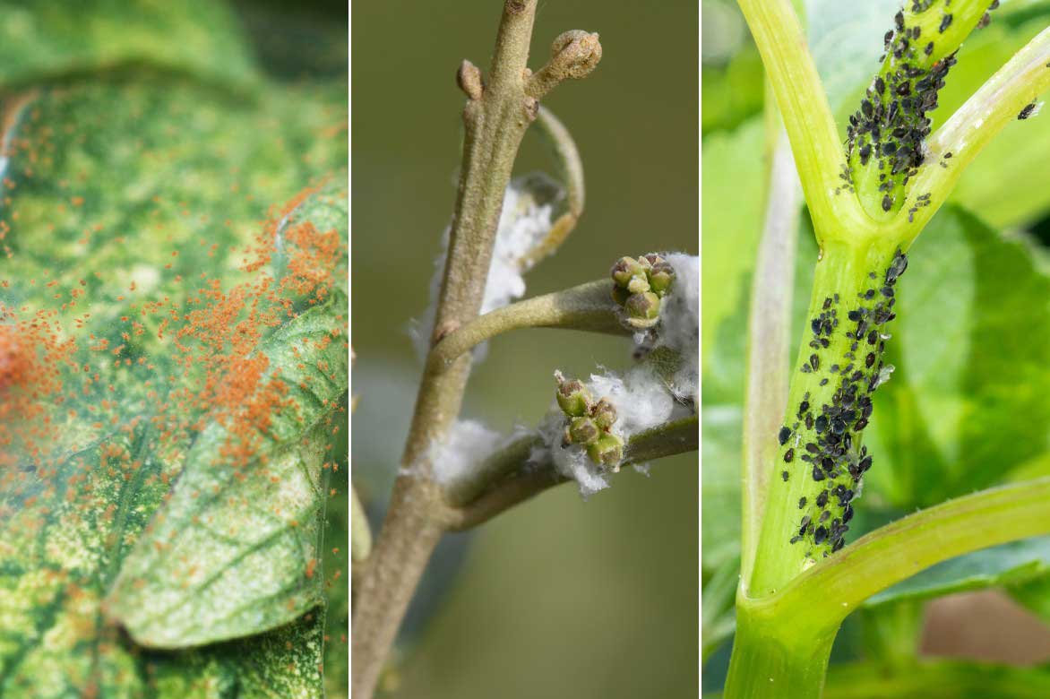 Les parasites de l'Hemigraphis