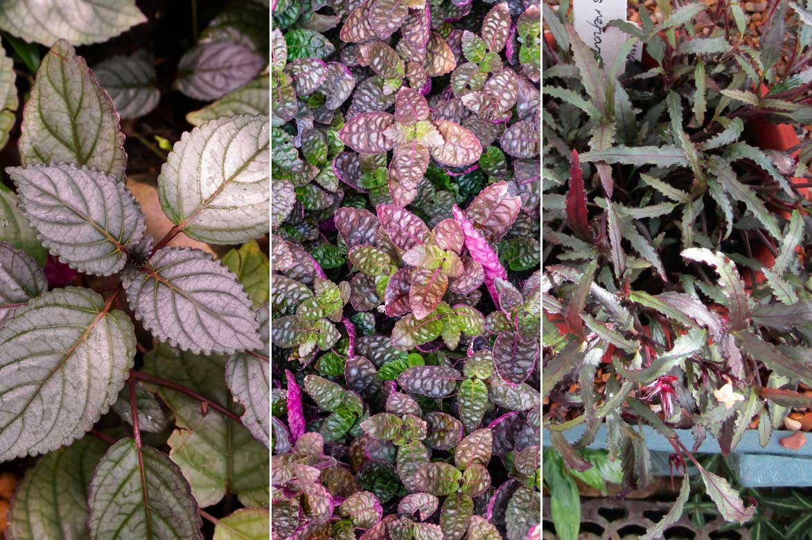 Différentes espèces et variétés d'Hemigraphis