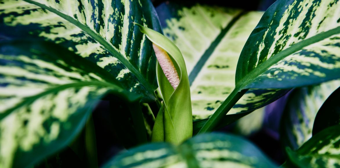 La production de fleurs chez le Dieffenbacchia est extrêmement rare en culture. 