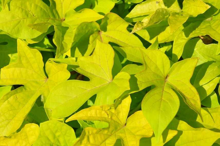 Ipomoea batatas (patate douce) non envahissant