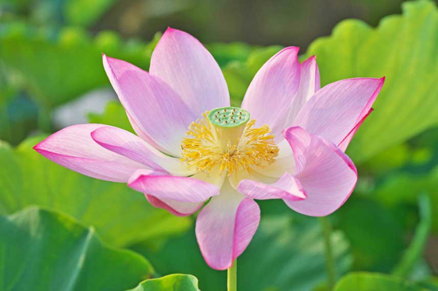Fleur de Lotus, Nelumbo nucifera