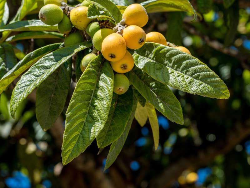 Neflier du Japon, Eriobotrya japonica