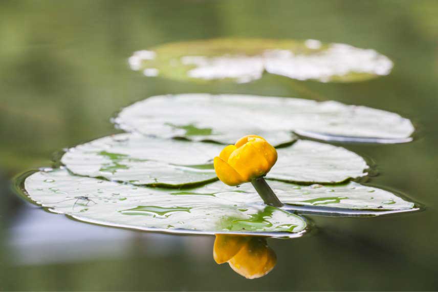 Le vrai nénuphar, Nuphar lutea