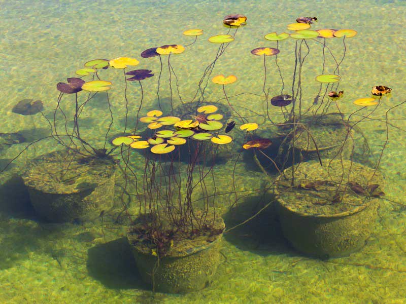 Nénuphars cultivés en pot dans un bassin