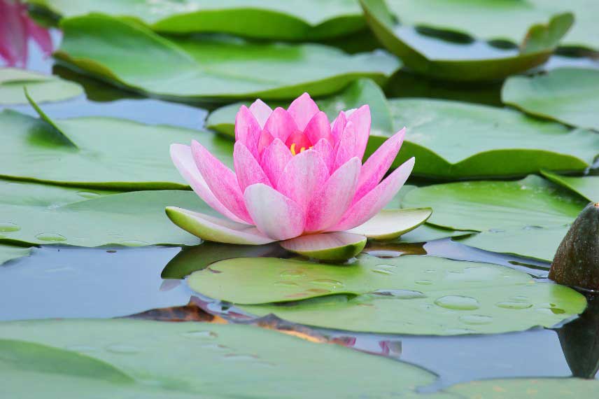 La floraison d'un Nymphaea