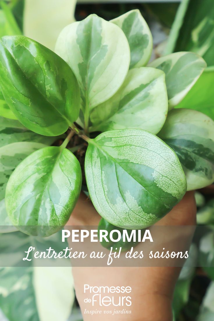 Peperomia Obtusifolia