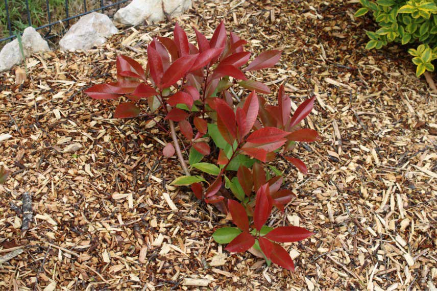 Paillage organique au pied d'un Photinia