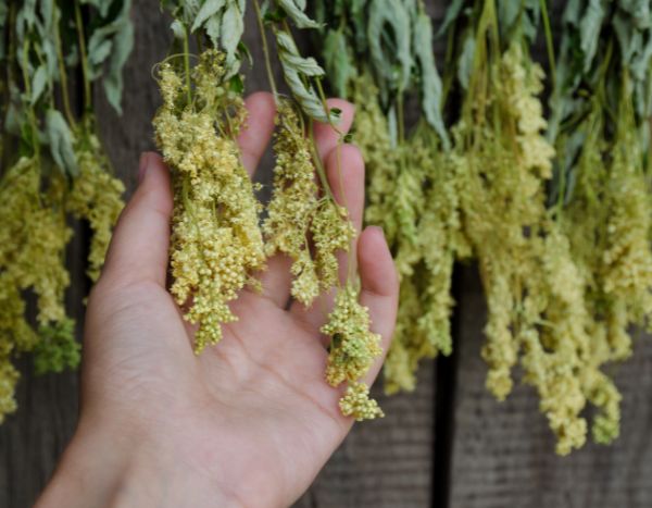 Comment récolter et faire sécher la Reine des prés ?