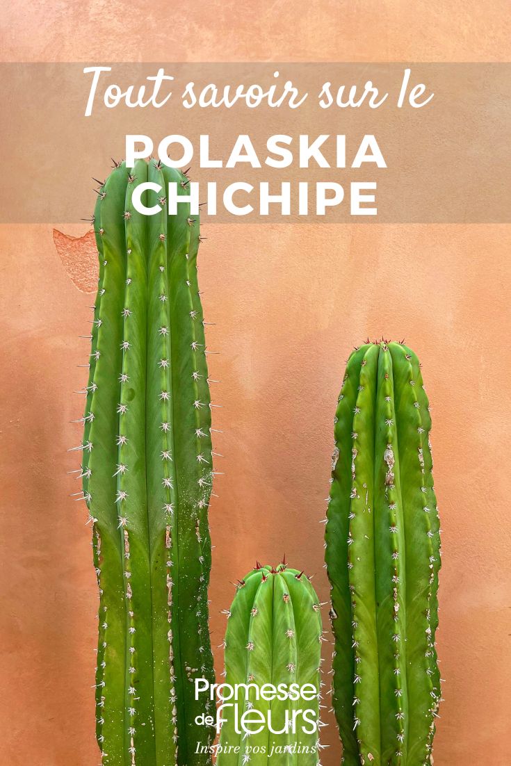 Polaskia chichipe