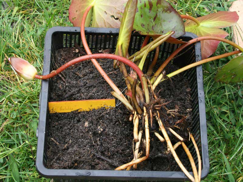 Comment rempoter un nénuphar