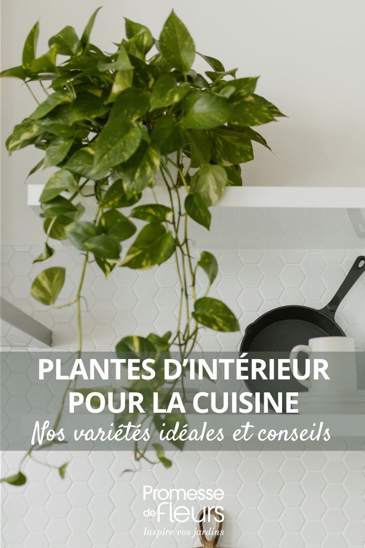 choisir une plante pour la cuisine