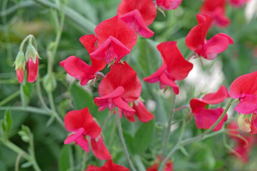 Les pois de senteur les plus parfumés : Lathyrus King Edward VII