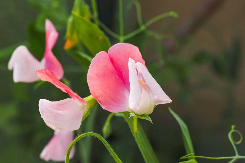 Les pois de senteur les plus parfumés : Lathyrus Painted Lady