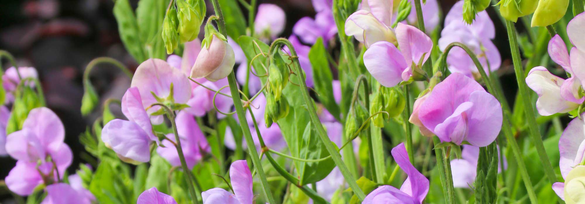Pois de senteur parfumés : les variétés les plus odorantes