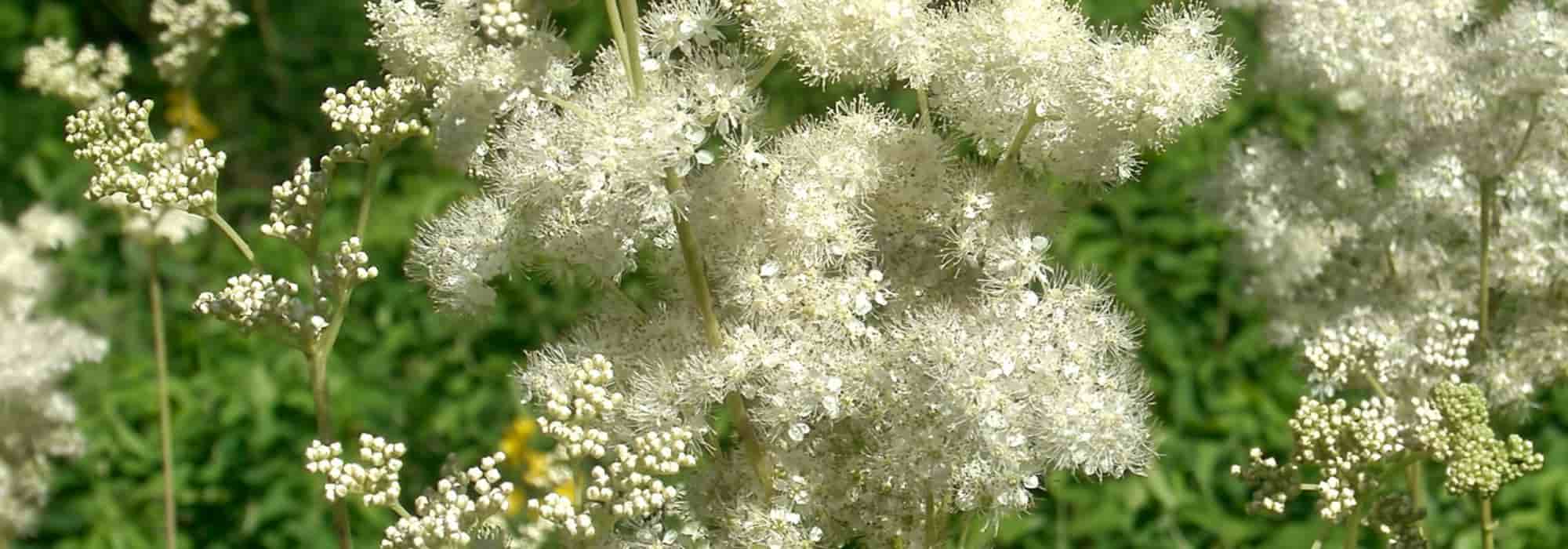 La Reine des prés : une plante médicinale belle et utile à la fois
