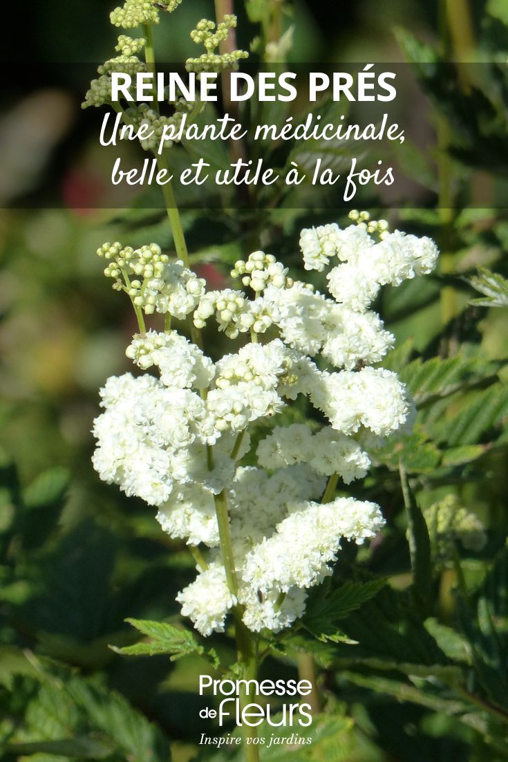 Filipendula ulmaria 'Plena'