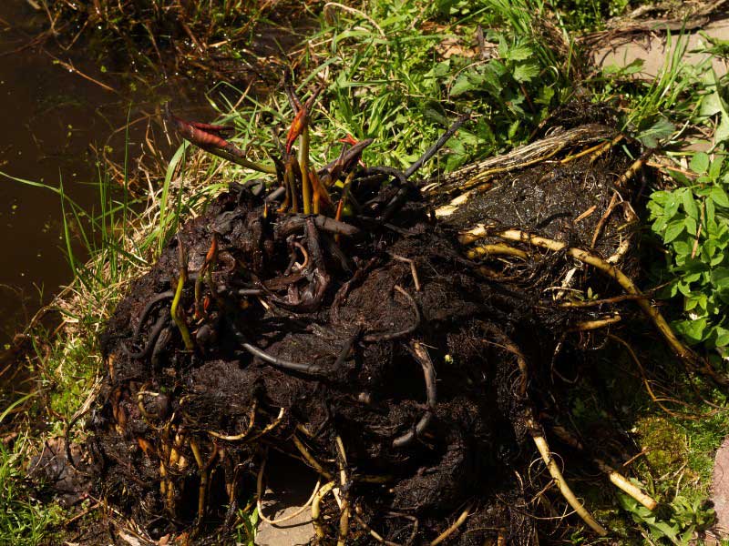 Un nénuphar déterré et prêt à être rempoté