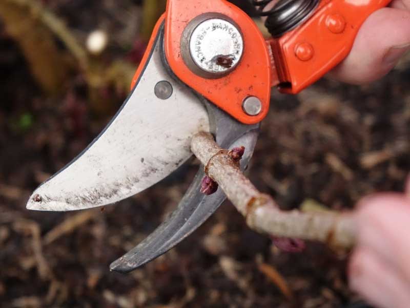 Comment tailler un sureau, Sambucus