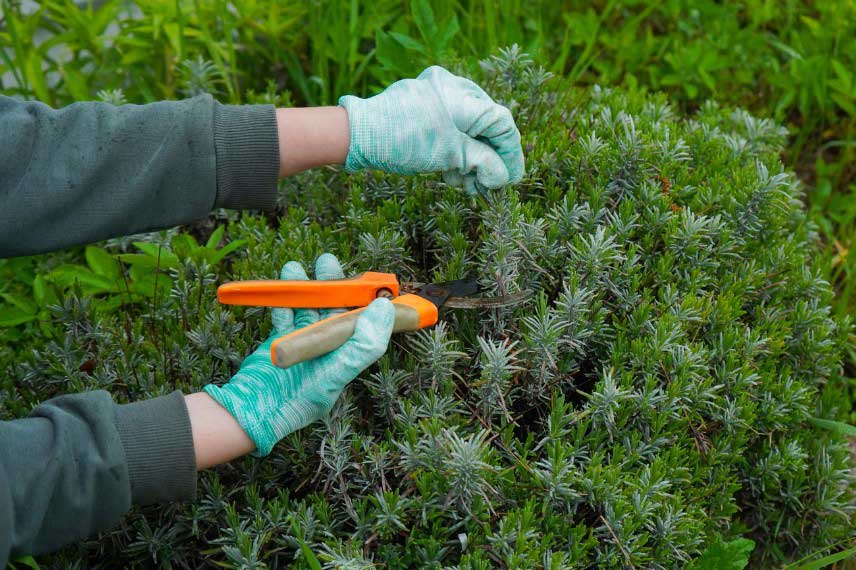 Comment tailler la lavande